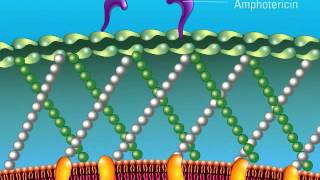 The Role of Amphotericin [upl. by Nifled]