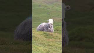 WILD CAMPING  EaseDale Tarn  wildcamping lakedistrict outdoors hiking [upl. by Eugen]