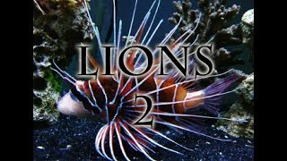 Lionfish 2 [upl. by Kciregor]