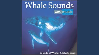 Whale Sounds With Music [upl. by Ynnam]