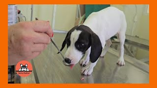 Puppy Abandoned in Heavy Rain is at the Vet [upl. by Suissac26]