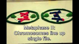 Mitosis vs Meiosis [upl. by Nosle879]