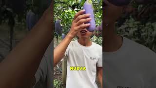 La Nueva Fruta China Se Parece A La Berenjena 😱🍆 [upl. by Grekin]