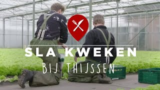 Sla kweken bij slakwekerij Thijssen [upl. by Marra]