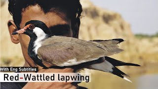 Red wattled lapwing  Interesting Facts Hindi [upl. by Nosnek]