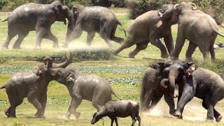 Aggressive elephant fight between two female Elephants to become the queen of the jungle [upl. by Uthrop]