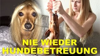 Ich hasse Hundebetreuung  Rehpinscher  Zwergpinscher [upl. by Adeuga]