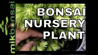 🇬🇧 Bonsai a Nursery Plant  Spruce Picea Glauca  How to make a bonsai tree from Nursery Stock [upl. by Latouche]