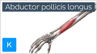 Abductor Pollicis Longus Muscle Overview  Human Anatomy  Kenhub [upl. by Mamie959]