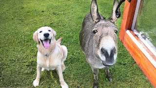 ¡No podrás parar de reír Los perros han traído a casa a un nuevo amigo y sus dueños reaccionan [upl. by Karp]