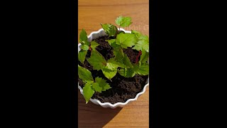 How to grow grapes tree from seeds at home growinggrapesplantfromseeds [upl. by Emil]