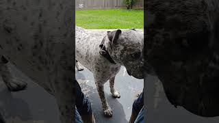 Assessment of Dexter the American Staffy X Blue Heeler 09 11 2024 RAW FOOTAGE [upl. by Duston53]