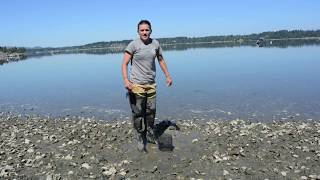 Setting up your shellfish garden Geoduck [upl. by Kcirddet]