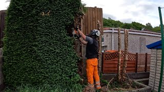 Satisfying hedge removal conifer treework [upl. by Aillimac490]