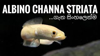 Albino Channa striata Murrel Snakehead basic information and care in Sinhala [upl. by Millford714]