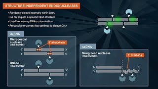 What are endonucleases and their applications [upl. by Dloreh]