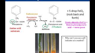 Lab 512 Phenylalanine Deaminase [upl. by Schwartz]