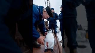 A touching story about a mother penguin asking for help from a ships crew to save her baby [upl. by Eessej]