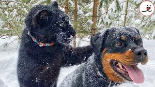 Black Panther Raised By A Lady Made Friendship With A Rottweiler｜PECO [upl. by Mcloughlin]