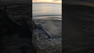 Tagged Lemon Shark fishing fish shark catchandrelease easy [upl. by Adaiha]