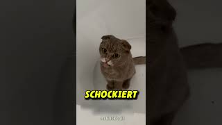 Katze wird Schwarz nachdem sie in Kamin klettert 😱 [upl. by Hintze]