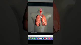 Abnormal Lung Sounds  Wheezing  Stridor  Rhonchi  Diminished Lung sounds  Within 2 minutes [upl. by Ib]