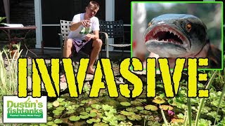 ILLEGAL Aquarium Fish and Plants INVASIVE TOP 5 [upl. by Lebasiram300]