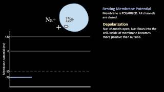 Depolarization vs Repolarization Action Potentials [upl. by Llennol]