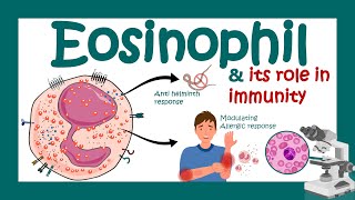 Eosinophils Eosinophil and its role in immunity  What causes high eosinophil  Eosinophilia [upl. by Idonah]