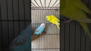 Most Beautiful Budgies Song  Parakeets Singing and Chirping in Cage kichirmichir [upl. by Pillow329]