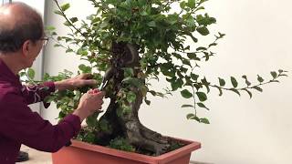 Making Bonsai from an overgrown Hornbeam [upl. by Heinrik441]