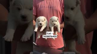 Spitz Pomeranian puppies for sale in Delhi ncr artist hiphop dance cat puppypic puppylife [upl. by Solana]