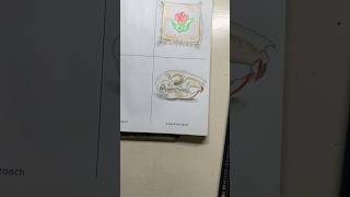 642 Tiny Things To Draw  A Squirrel Skull [upl. by Benji254]