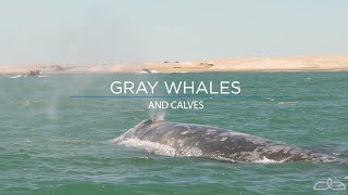 Gray Whales and Calves [upl. by Corry]