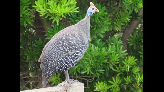 Guinea Fowl Preening and Bathing Feather Care in the Sand [upl. by Colet]