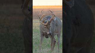 Gusher is LIVE hunting deerhunting whitetailbucks [upl. by Felten]