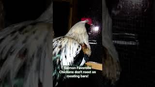 Salmon Faverolle Chickens dont roost on roosting bars [upl. by Holsworth]