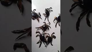 Kepiting Cepa [upl. by Dewey420]