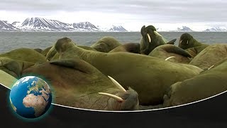 Walruses  Unexpectedly skilled Heavyweights [upl. by Ahsircal737]