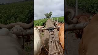 ox viralvideo oxcart [upl. by Hannala810]