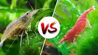 Amano vs Cherry Shrimp – Which is Better [upl. by Elocin]