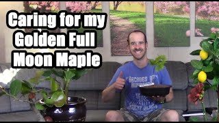 Golden Full Moon Maple Information amp Repotting Acer shirasawanum Aureum [upl. by Bohrer]