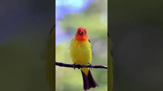 Hear the Beautiful Sounds of the Western Tanager [upl. by Nnagem]