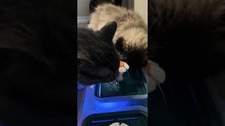 Sharing A Drink drink bartender date datenight cats cat cute pets catwatching catlover [upl. by Nawaj]