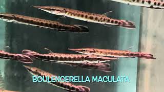 Boulengerella maculata [upl. by Anglim921]