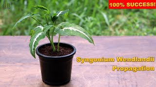 Syngonium Wendlandii or Arrowhead Plant Propagation From Cuttings With Update [upl. by Cart]