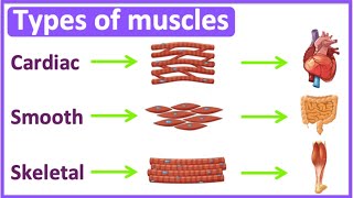 Types of muscles 💪  Cardiac smooth amp skeletal muscle  Easy learning video [upl. by Eilak]