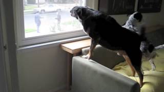 Dogs Barking At Mailman [upl. by Anetsirk]