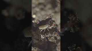 Europes Many Pseudoscorpions [upl. by Appel]