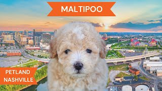 Maltipoo Breed Highlights [upl. by Diamante]